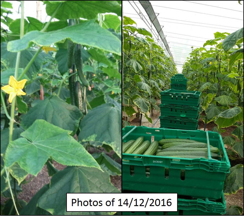 Biological Cucumber treated with biotech EDYPRO products 